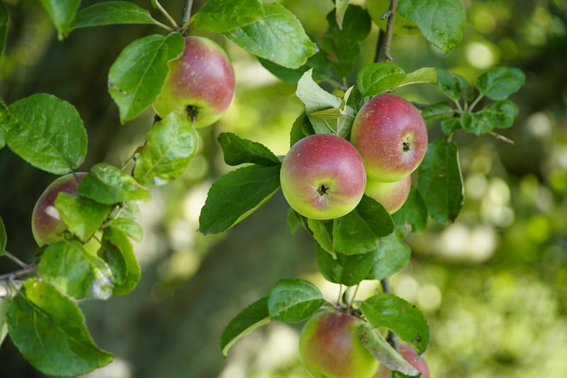 Apple Tree