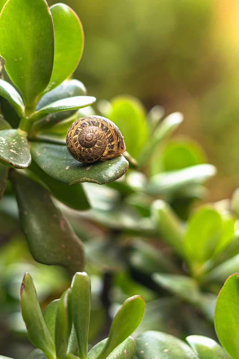 Snail